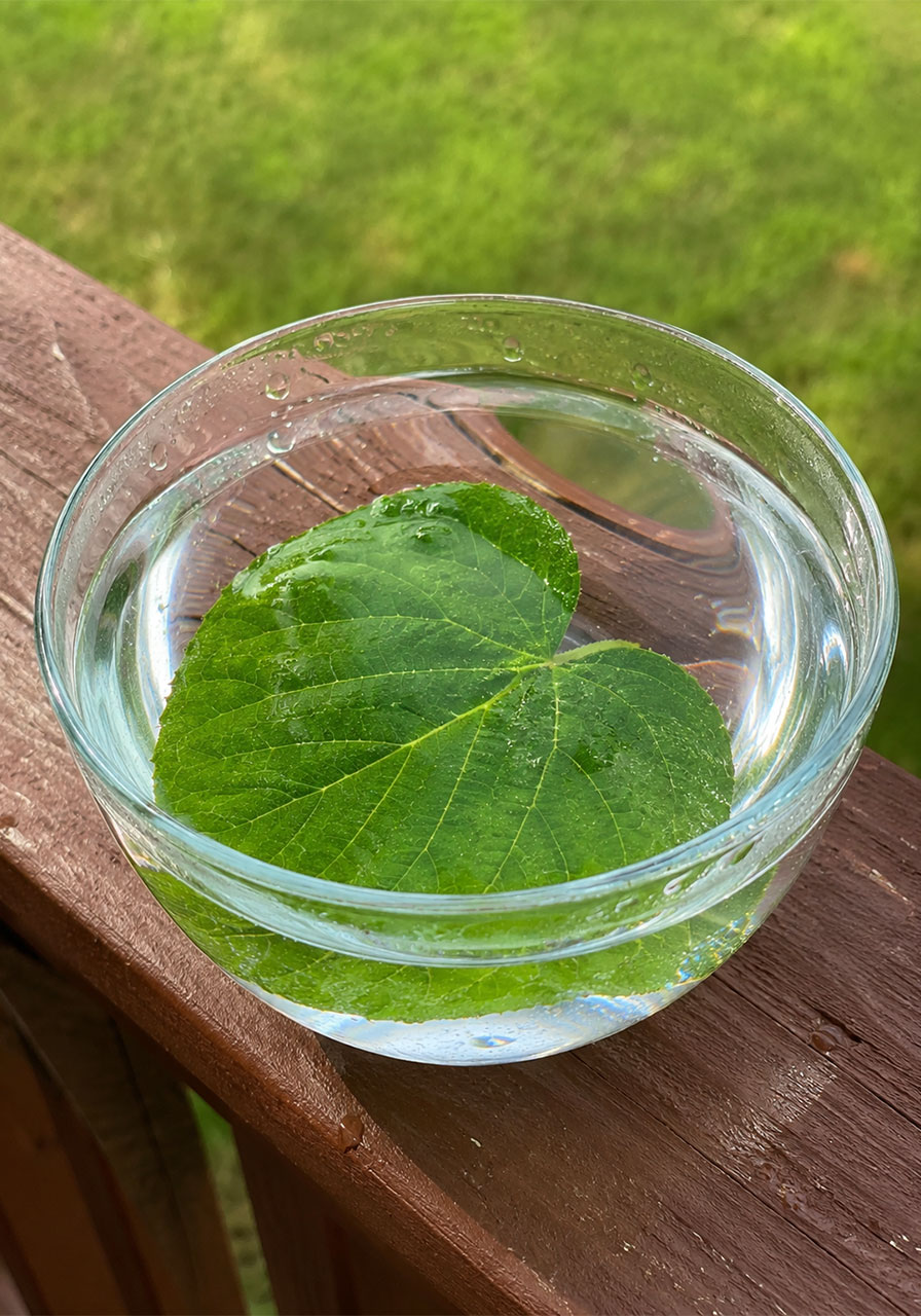 Leaf submerged in water bowl for how do plants breathe science experiment for kids