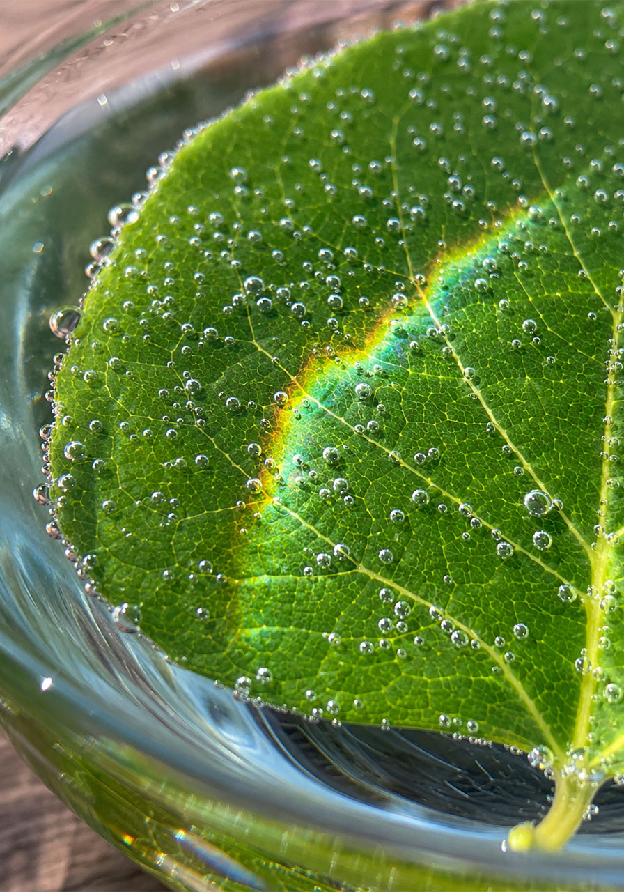 Close up of oxygen bubbles on leaf during photosynthesis experiment