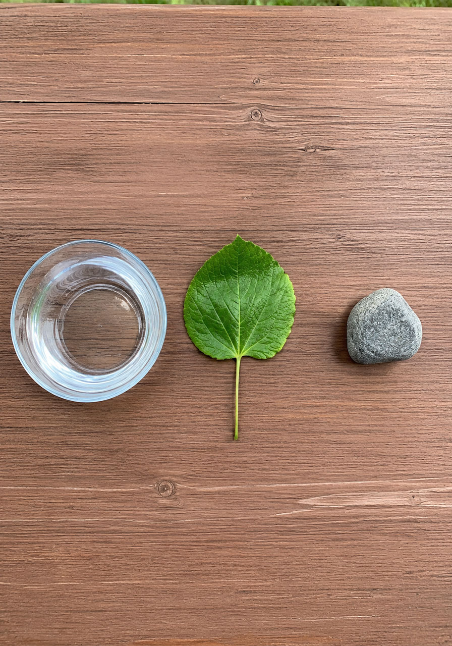 Materials needed for plants breathe science experiment leaf bowl and rock